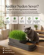 CatGarden™  Topraksız Kedi Çimi Yetiştirme Seti / 5 Paket Tohum hediye