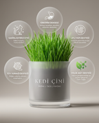 CatGarden™  Topraksız Kedi Çimi Yetiştirme Seti / 5 Paket Tohum hediye